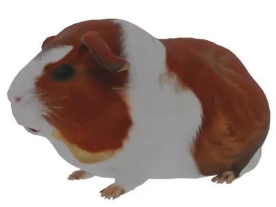 Abyssinian guinea pig Low-poly 3D model