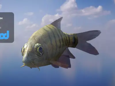 Acrossocheilus Grouper Fish 3D model