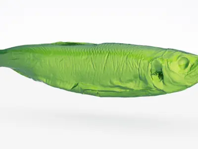 Atlantic herring 3d scan 3D model