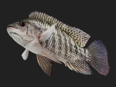 Cichlid Low-poly 3D model