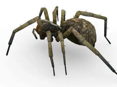 Wolf Spider Animated Low-poly 3D model