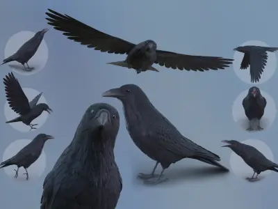 RealisticAnimatedRaven 3D model