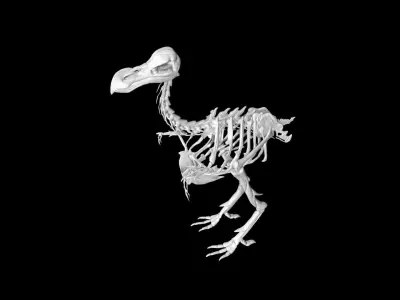 Dodo skeleton Low-poly 3D model