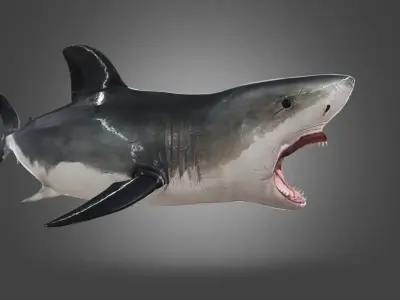 Shark Animation Low-poly 3D model