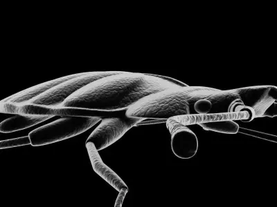 BedBug bed bug 3D model