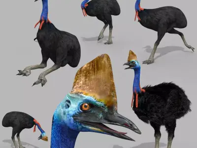 Most Real Cassowary 8K - 3d animated model 3D model