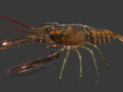 Homarus americanus   lobster Low-poly 3D model