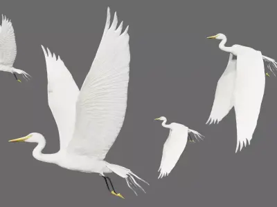 Egret flying in sky Low-poly 3D model