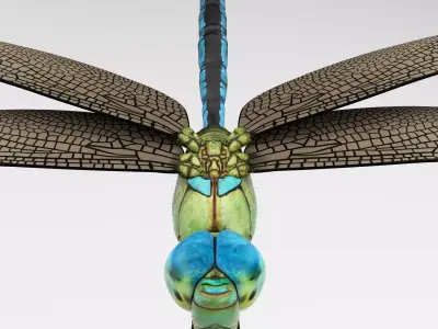 Anax Imperator 3D model