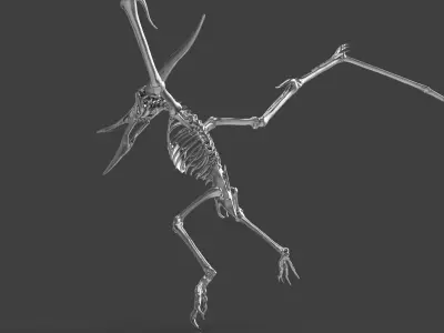 Pteranodon Skeleton  3D model