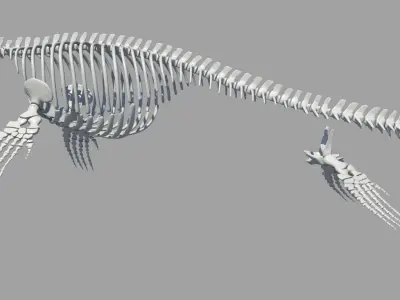 Mosasaurus Hoffmanni Historically Accurate 3D model
