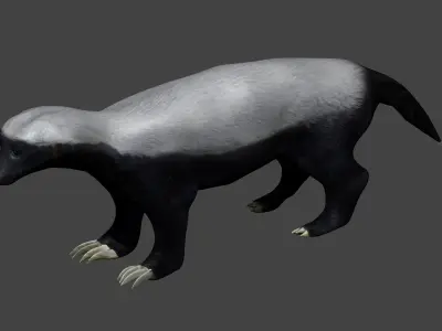 Honey Badger Low-poly 3D model