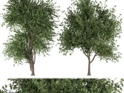 Collection plant vol 131 Free 3D model