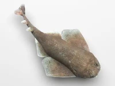 Angel Shark 3D model