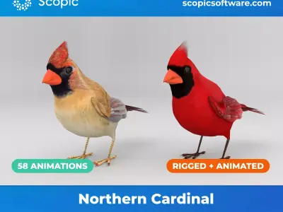 3D Bird Pack Northern Cardinal Male and Female Low-poly 3D model