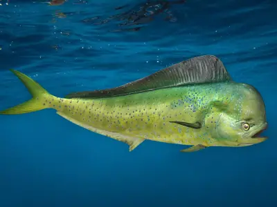 Realistic Mahi Mahi Animated 3D model
