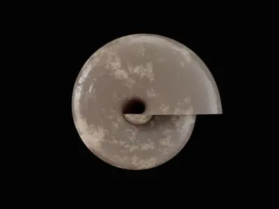 Seashell Low-poly 3D model