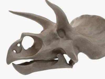 Triceratops Skull 3D model buy