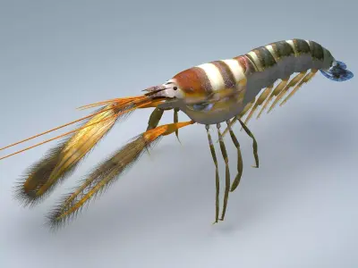 Alpheidae Pistol Shrimp Low-poly 3D model