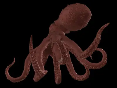 Realistic Octopus 3D model