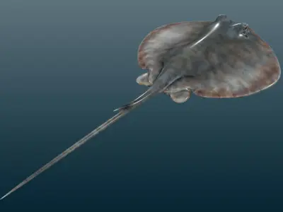 Stingray Fish Rig Low-poly 3D model
