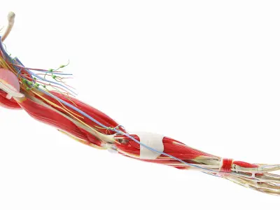 Human Male Arm Anatomy 3D model