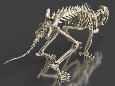 Sabretooth Cat Smilodon Skeleton 3D model