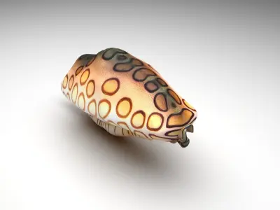 Flamingo Tongue Snail 3D model