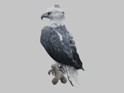 3D Harpy Eagle Model Low-poly 3D model