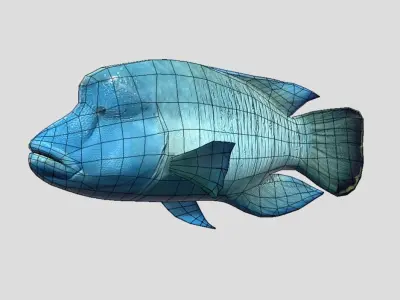 Napoleon Fish  Low-poly 3D model