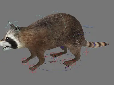 raccoon racoon animal rodent mammal coon forest animal 3D model