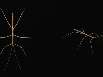 Giant Insect Stick Low-poly 3D model