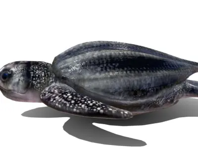 Leatherback sea turtle  Low-poly 3D model