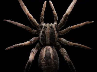 Spider vfx  rig animate  Low-poly 3D model