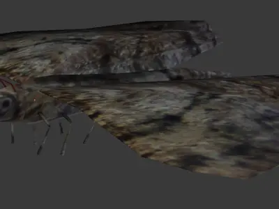 Night Butterfly Animated Low-poly 3D model