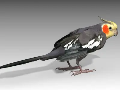 Cockatiel bird Low-poly 3D model