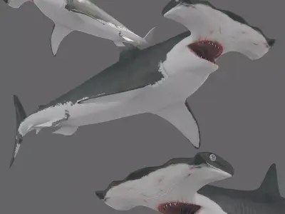 Hammerhead Shark 8K- 3d animated 3D model