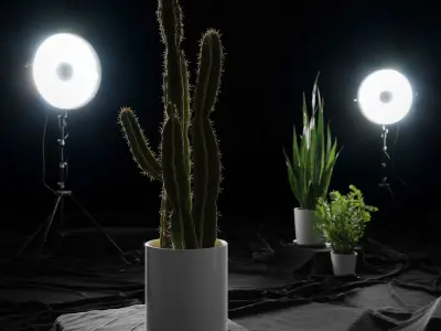  Saguaro Cactus Plant Model 