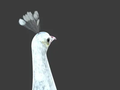 White Peacock Sitting 3D model