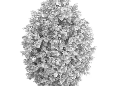 Hackberry Tree Prunus padus 3D model