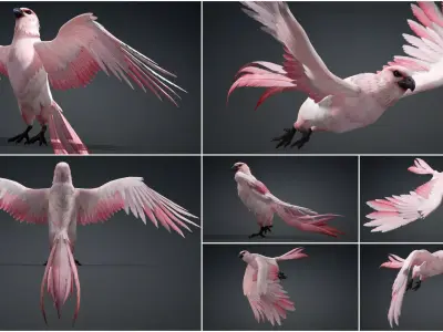 Pack-08 Bird 3D model