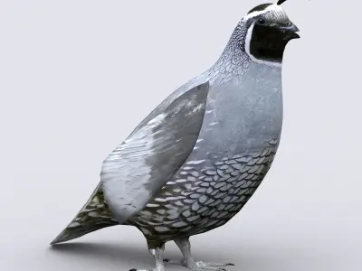 3DRT - Quail Low-poly 3D model
