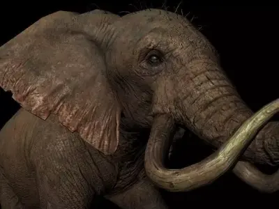 Rigged ELEPHANT Low-poly 3D model