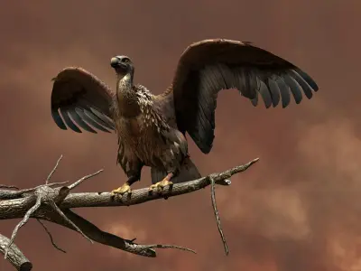 Griffon Vulture - rigged - animated 3D model