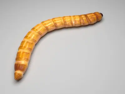 Mealworm 3D model