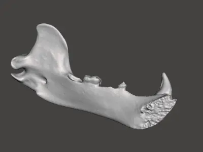 Himalayan brown bear mandible 3D model