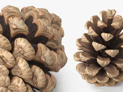 Opened Pine Cone Brown 3D model