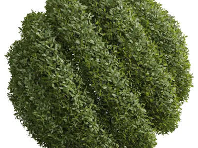 Bacopa Diffusa Sutera Decorative Ligustrum Quihoui Privet Pruned 3D model