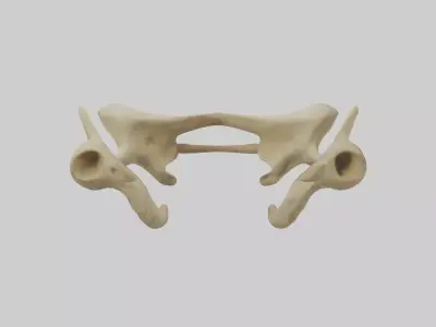 Cheetah Pelvis Low-poly 3D model