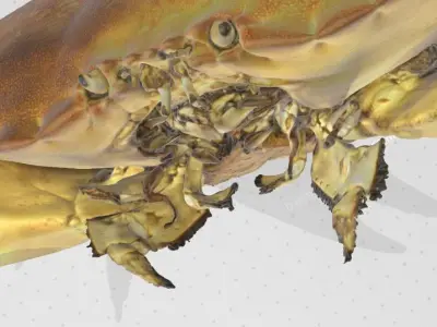 Real life Crab 3D print model